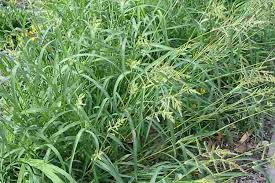 Image result for Echinochloa crus-galli