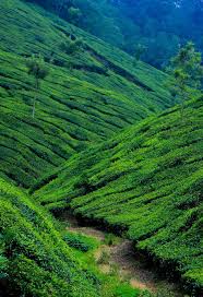They also teach you how to add flavor to your 'chai'.they also. Nature Landscape Travel Outdoors Green Kerala Munnar India Natural Wallpaper Tree Pikist