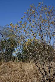 Image result for Peltophorum africanum