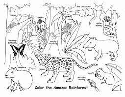 Here's a coloring page of a kapok tree. Coloring Pictures Of Rainforest Animals Fresh Tropical Rainforest Animals Drawings Rainforest Animals Amazon Rainforest Animals Animal Coloring Books