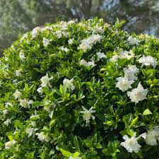 Image result for Gardenia subacaulis