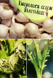 Blattlause Mit Knoblauch Bekampfen Hausmittel Gegen Lause Knoblauch Hausmittel Gegen Lause Hausmittel