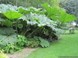 pin on pinterest gardens never need weeding