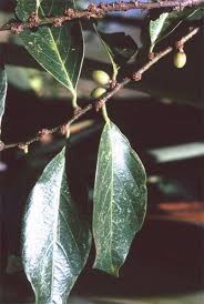 Image result for Bridelia micrantha