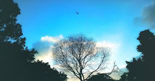 19 Colorful Nature 4k Wallpaper Free Stock Photo Of 4k Wallpaper Blue Sky With Tree The Free Download Landscape Wallpaper Colorful Landscape Colorful Clouds