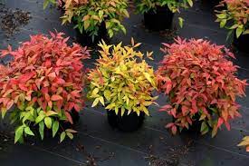 Nandina Blush Pink In Pot Front Lawn Landscaping Plants Beautiful Flowers