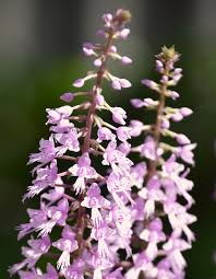 Image result for Stenoglottis