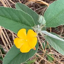 Image result for Melhania acuminata