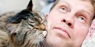 Gunakan kata yang sama setiap saat, misalnya stop! trik ini bekerja bahkan pada membiarkan kucing anda di kamar kosong atau kamar kecil tanpa orang di dalamnya dapat berhasil. Cara Mencegah Kucing Buang Kotoran Sembarangan Jaga Rumah Tetap Higienis Merdeka Com