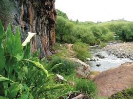 Image result for Eriosema tisserantii