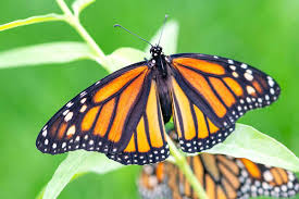 Maybe you would like to learn more about one of these? Climate Change To Blame For Monarch Butterfly S Recent Decline New Scientist