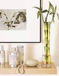 Perfectas para la decoración de la casa. Bambu La Planta De La Suerte Cuidados Y Consejos
