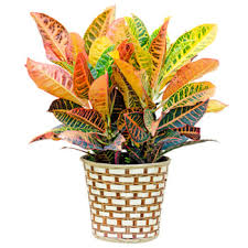The petals of durian flowers are eaten in the north sumatra province of indonesia and sarawak of malaysia, while in the moluccas islands the husk of the durian fruit is used as fuel to smoke fish. Dominica Custom Green Plant Flower Delivery Custom Green Plant Flower Delivery Dominica Online Florist Dominica