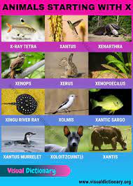 Maybe you would like to learn more about one of these? Animals That Start With X Wonderful Names Of 10 Animals Beginning With X Visual Dictionary Animals Name In English Visual Dictionary Animals