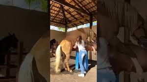 Masturbating Horse 🤡🤡🤡 - YouTube
