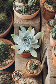 Olete jõudnud sellele lehele, sest see on kõige tõenäolisem otsin: Inside Cactus Store In Echo Park Los Angeles California Haarkon