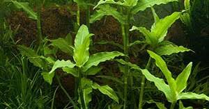 Image result for Floscopa