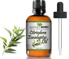 Image result for Eucalyptus citriodora