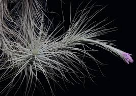 Image result for Heteromorpha