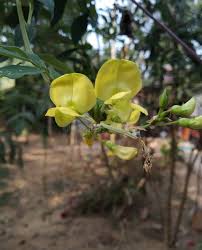 Image result for Vigna luteola