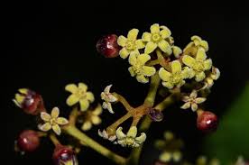 Image result for Secamone