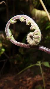 Image result for Christella gueinziana