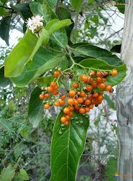 Image result for Ehretia cymosa