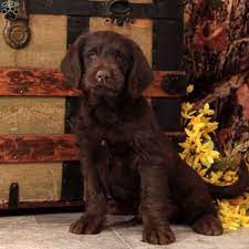 Look at pictures of labradoodle puppies who need a home. Chocolate Mini Labradoodle Puppy For Sale In Pennsylvania Labradoodle Puppies For Sale Labradoodle Miniature Mini Labradoodle Puppy