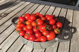 Und die tomaten bei mir im garten wollen wohl auch unbedingt mitspielen. Tomaten Und Paprika Aussetzen Wann Gepflanzt Wird