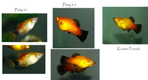 How To Identify Male And Female Platy Fish - Youtube