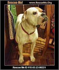 American Bulldog Rescue Georgia Bulldog Rescue American Bulldog Rescue American Bulldog