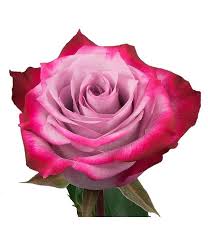 Check spelling or type a new query. Deep Purple Rose By Stem Anthemionflowers