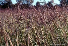 Image result for Bothriochloa