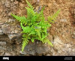 Image result for Pityrogramma argentea