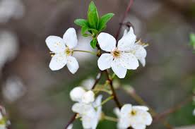 Use them in commercial designs under lifetime, perpetual & worldwide rights. White Spring Flowers Free Image On 4 Free Photos