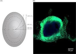 Animal cell cultures originate from tissue explants or cell suspensions as primary cell cultures which can be subcultured with a limited life span. 3d Cell Culture An Overview Sciencedirect Topics