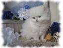North Carolina - Persian Kittens for Sale | Persian Cat ...