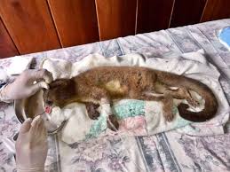 Los cusumbos, tutamono (mono de la noche), cusillo, cusumbo, cusumbí, tutacusillo o perro de monte son animales. Encuentran A Cusumbo Hembra Con La Cara Mutilada En Mindo Pichincha Ecologia La Revista El Universo