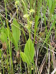 Image result for Liparis