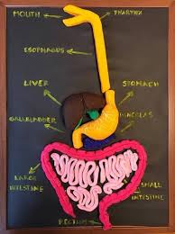 How To Make Excretory System Model With Clay Google Search
