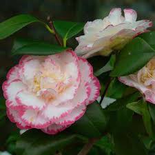Camellia Japonica Margaret Davis Camellia Easy Plants To Grow Garden Shrubs