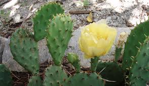 Image result for Opuntia