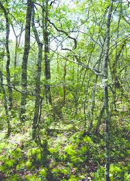 Image result for Cryptosepalum exfoliatum