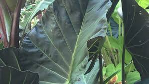 Image result for Polycarpaea eriantha