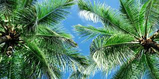 Check spelling or type a new query. Types Of Palm Trees In Florida Beautiful Boundaries