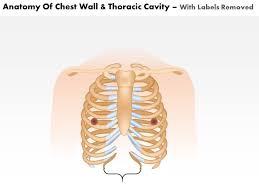 Basic rib anatomy consists of a head, neck, tubercle, angle, shaft, and costal groove. 0514 Anatomy Of Chest Wall And Thoracic Cavity Medical Images For Powerpoint Graphics Presentation Background For Powerpoint Ppt Designs Slide Designs
