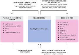 Leptin Resensitisation: A Reversion Of Leptin-Resistant States In: Journal  Of Endocrinology Volume 241 Issue 3 (2019)