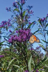 Image result for Vernonia stenocephala