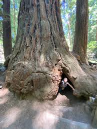Hours may change under current circumstances Henry Cowell Redwoods State Park Travels With Kristin