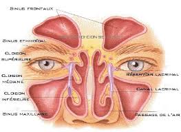 Smith s.s., ference e.h., evans c.t. A Propos Des Sinusites Infection Des Sinus Encyclopedie Medicale